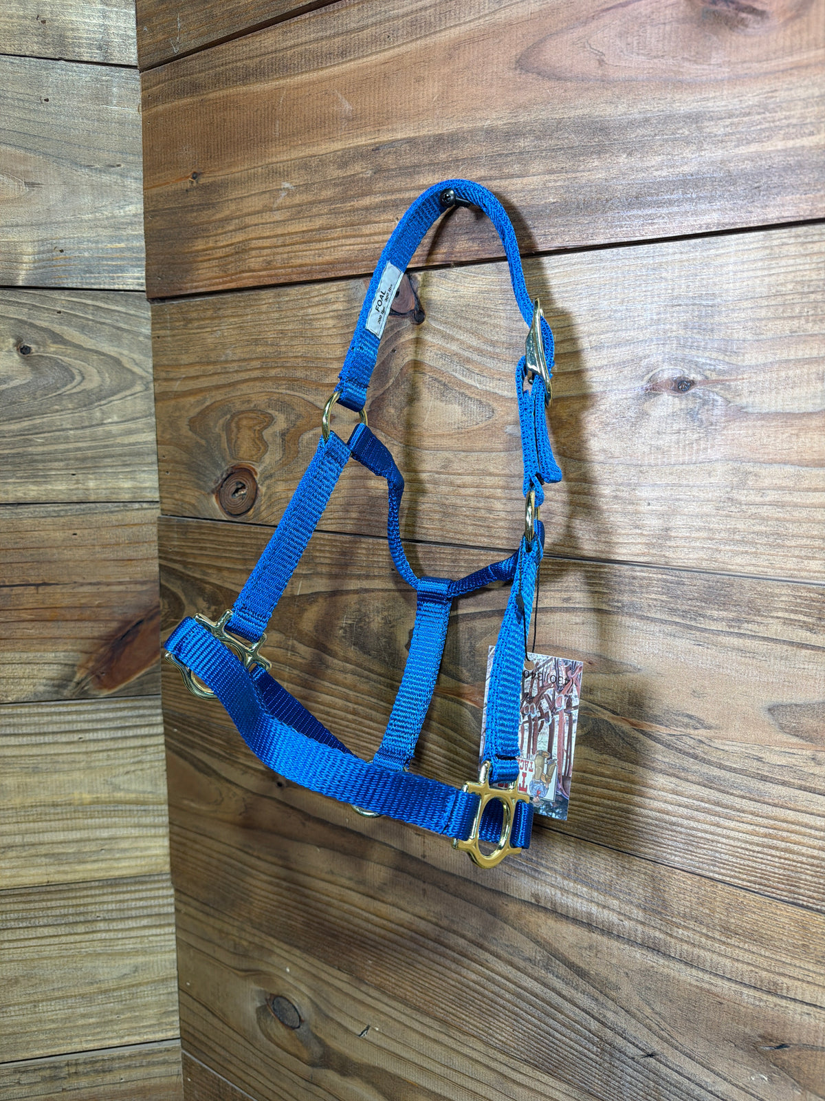 Foal Buckle Halter Royal Blue