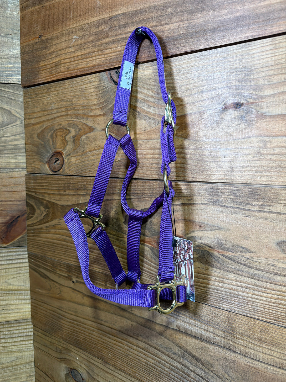 Foal Buckle Halter Purple