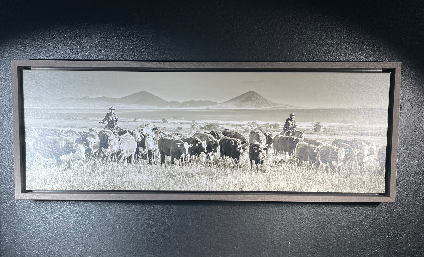 Cattle- 12x36