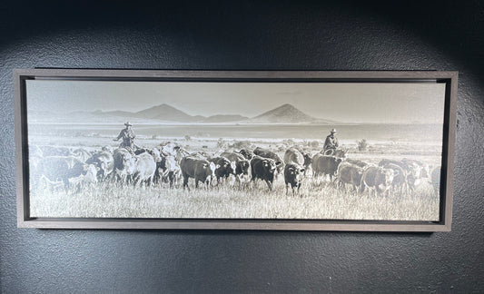 Cattle- 12x36