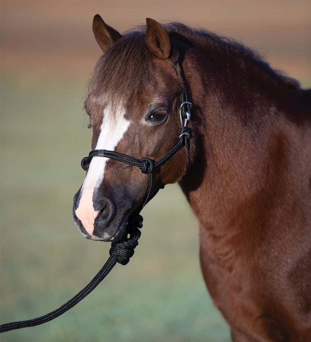 Professional Choice PONY Easy on Rope Halter with Lead Black
