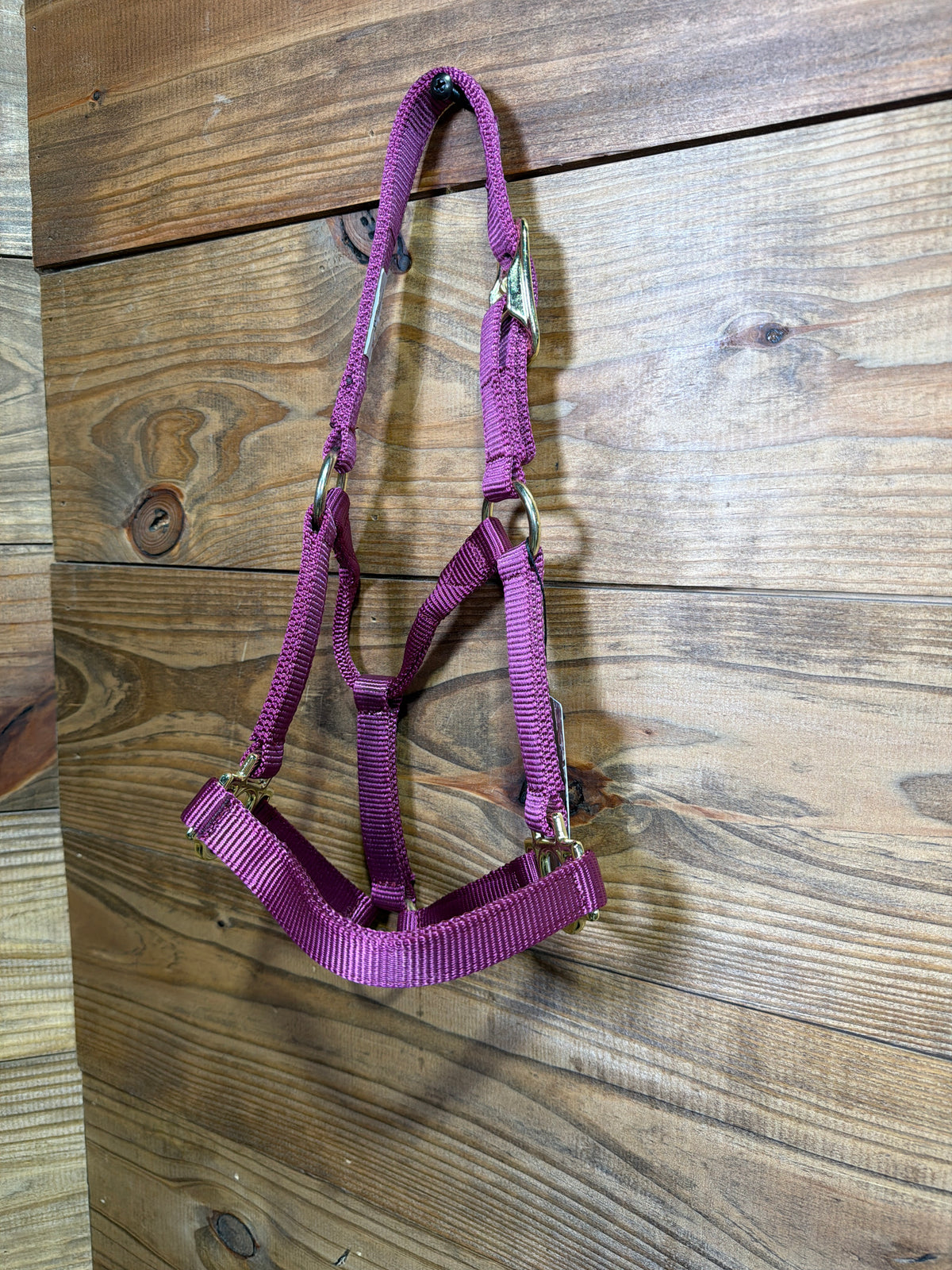 Foal Buckle Halter Burgundy