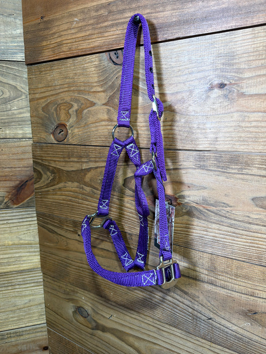 Pony/Colt Billy Cook Buckle Purple
