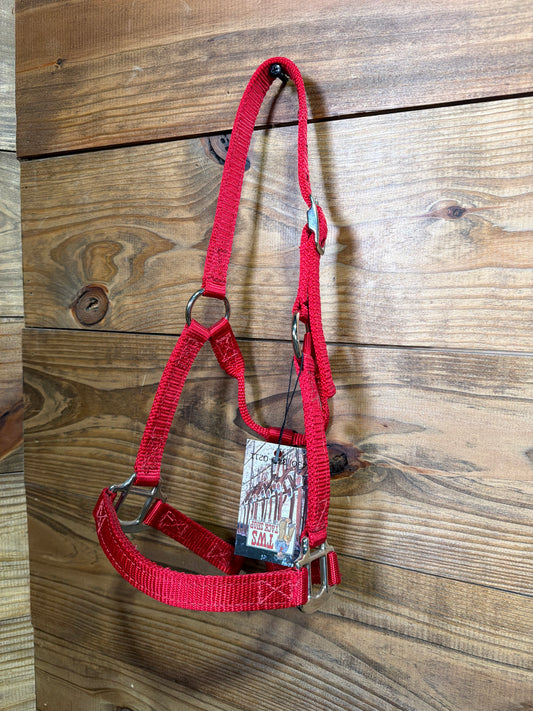 Pony/Colt Billy Cook Buckle Red