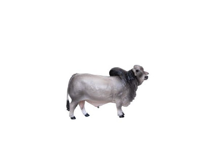 Little Buster's Brahman Bull