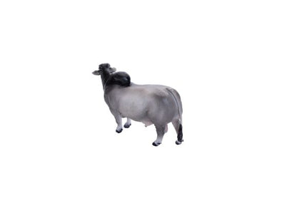 Little Buster's Brahman Bull