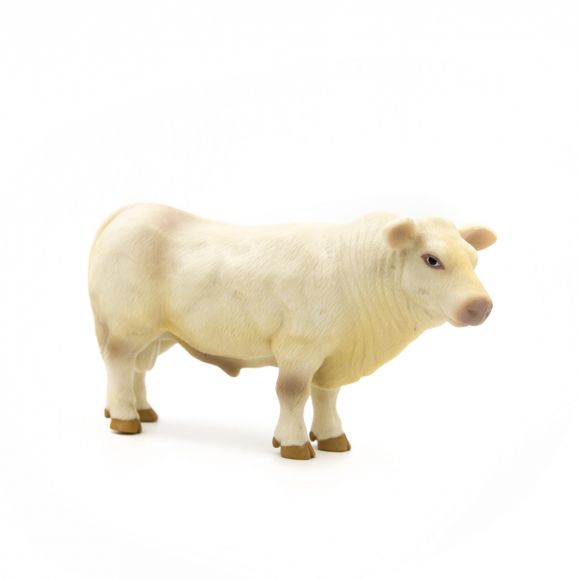 Little Buster's Charolais Bull