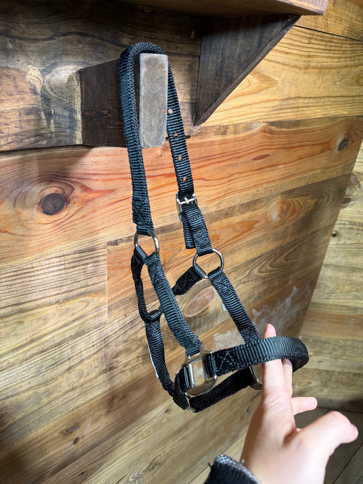 Pony/ Colt Buckle Halter