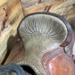 14 1/2” No Stamp Handmade Roper ISUSED2330