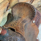15” Saddles Peace Roper ISUSED2425