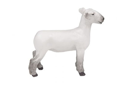 Little Buster's Champion Dorset Market Lamb