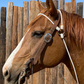 Jerry Beagley Braiding Company Beagley Brain Trap