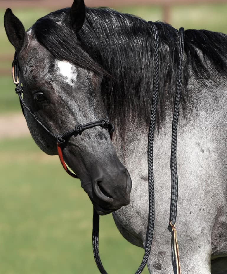 Yoder Equine Training Halters
