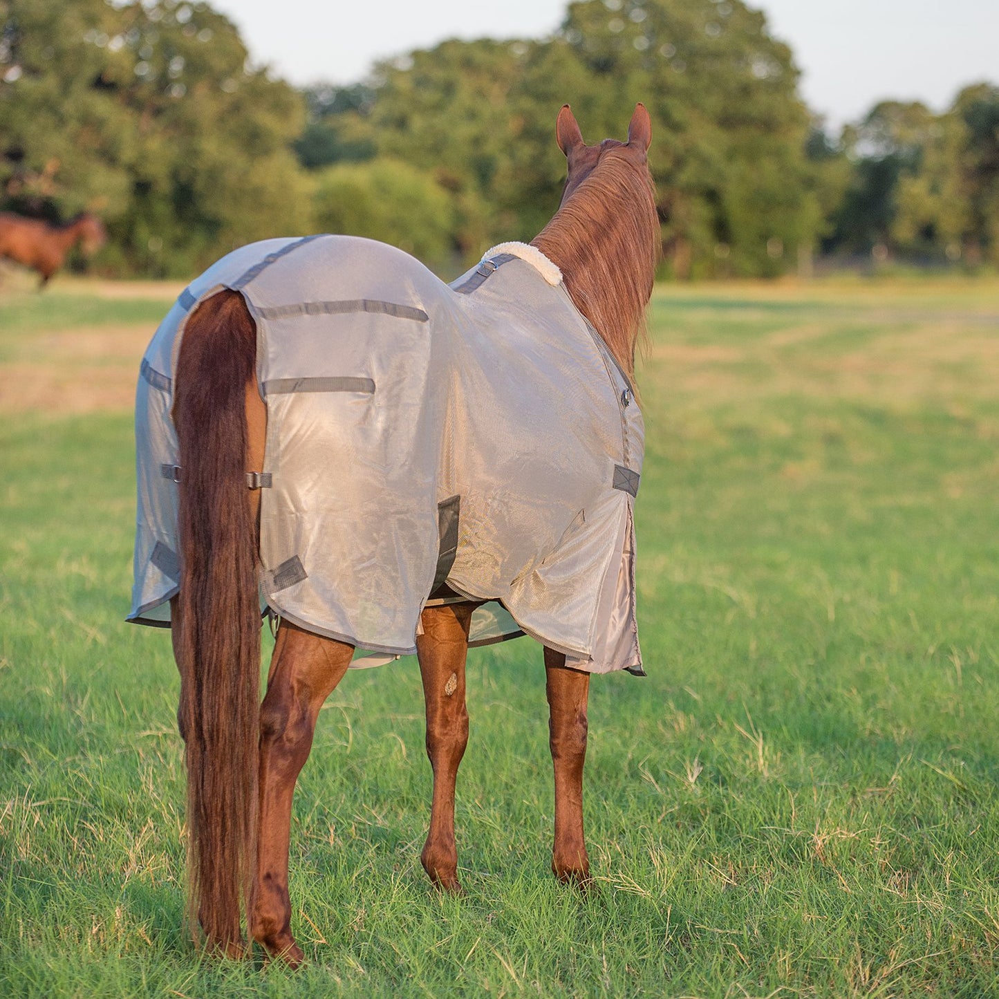 Cashel Econo Fly Sheet No Neck