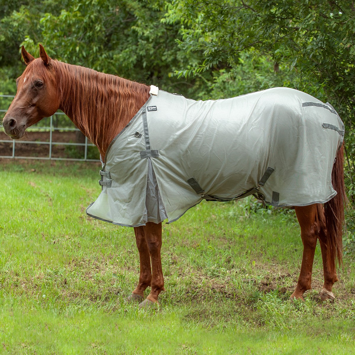 Cashel Econo Fly Sheet No Neck