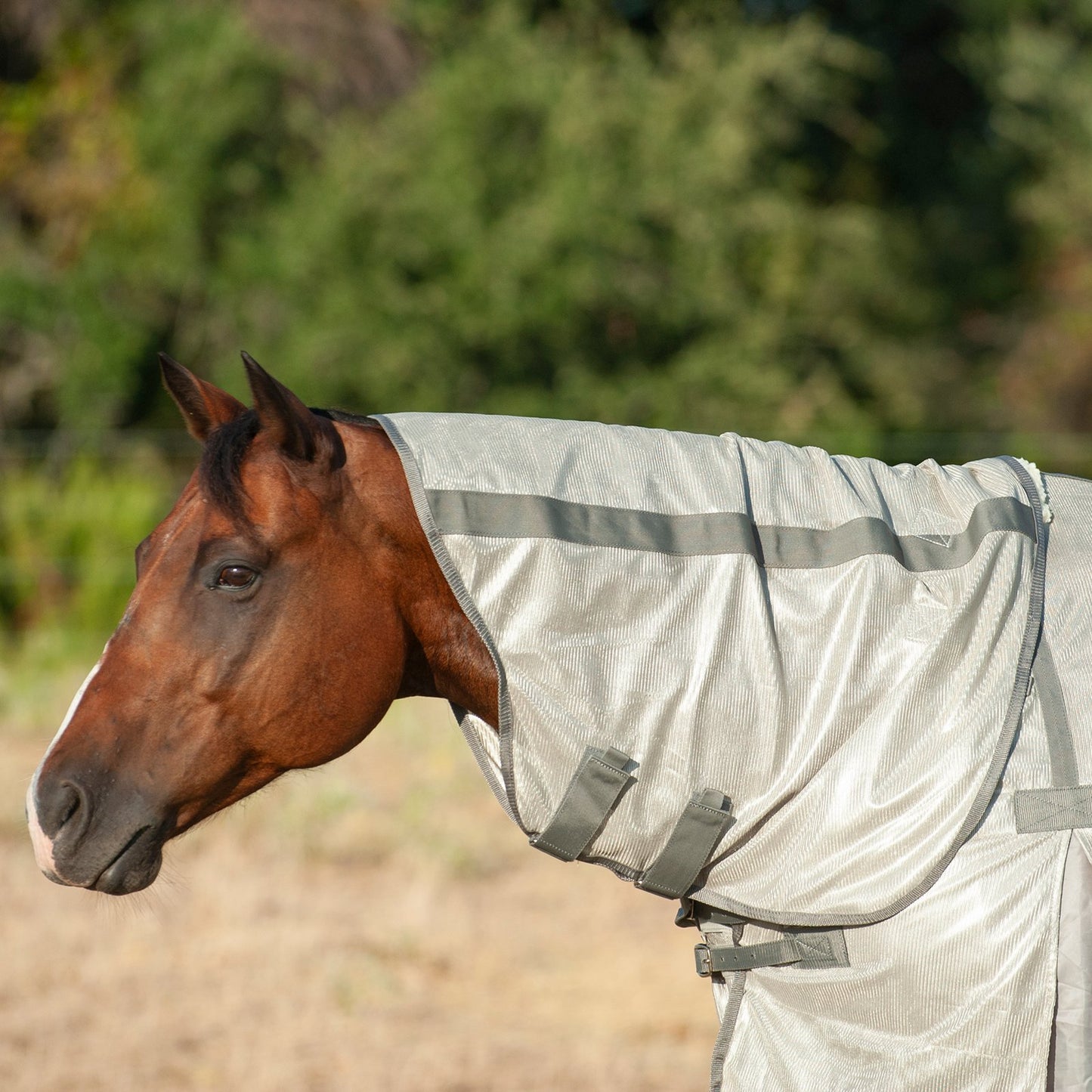 Cashel Econo Fly Sheet w/ Neck
