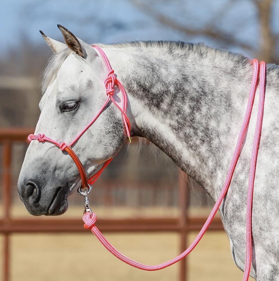Yoder Equine Training Halters