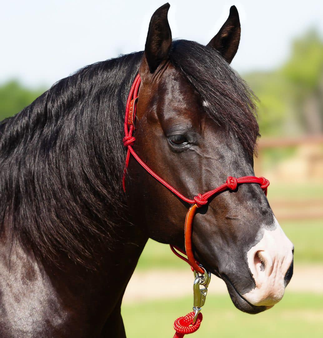 Yoder Equine Training Halters