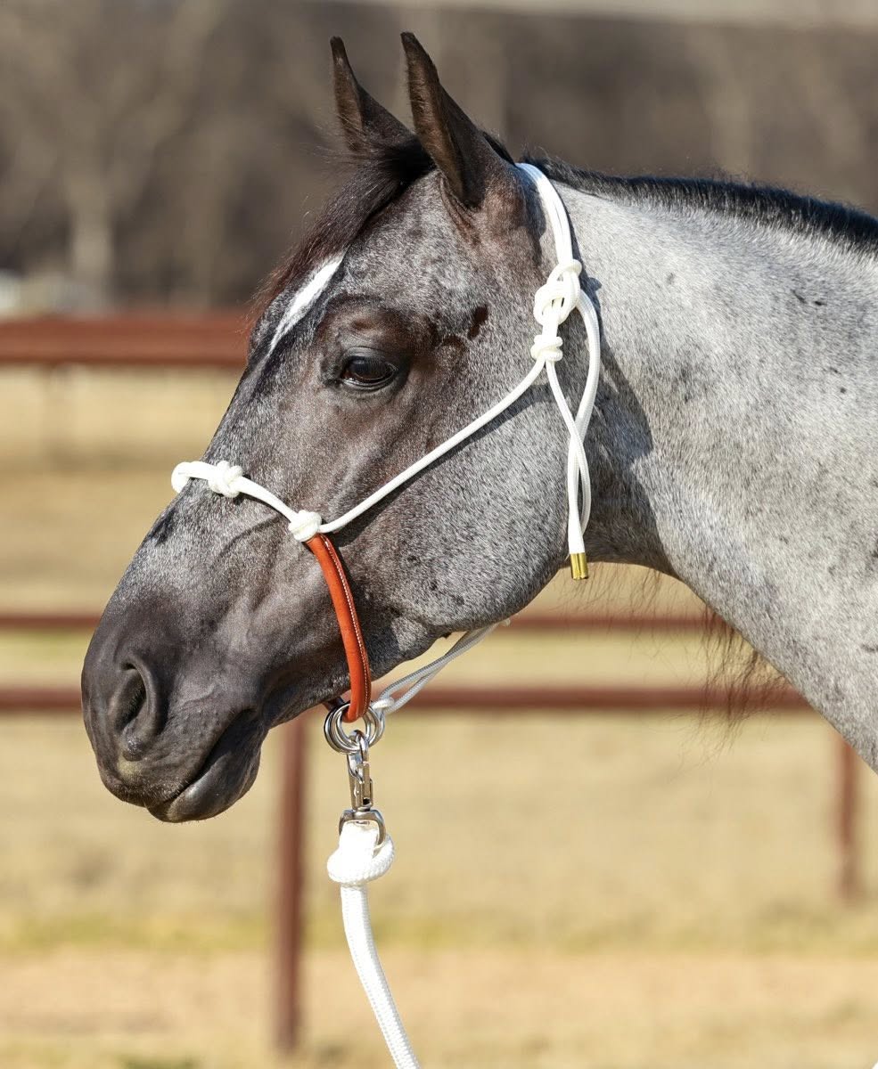 Yoder Equine Training Halters